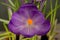 Macro view of a beautiful crocus flower