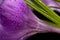 Macro view of a beautiful crocus flower