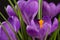 Macro view of a beautiful crocus flower on black. Spring background