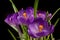 Macro view of a beautiful crocus flower on black. Spring background