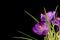 Macro view of a beautiful crocus flower on black. Spring background