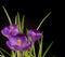 Macro view of a beautiful crocus flower on black. Spring background