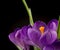 Macro view of a beautiful crocus flower on black. Spring background