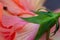 Macro view of the beautiful ruffled petals on a hibiscus