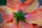 Macro view of the beautiful ruffled petals on a hibiscus