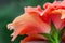 Macro view of the beautiful ruffled petals on a hibiscus