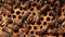 Macro view of the bees working on a beehive