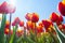 Macro view from below of orange tulips in sunshine