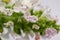 Macro view of blooming catnip flower blossoms