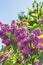 Macro view blossoming Syringa lilac bush. Springtime landscape with bunch of violet flowers