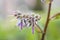 Macro view of borage flowers with selective focus