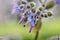 Macro view of borage flowers with selective focus