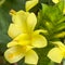 A macro view of a brigh yellow flowering  plant in a tropical botanical garden