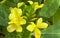 A macro view of a brigh yellow flowering  plant in a tropical botanical garden