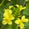 A macro view of a brigh yellow flowering  plant in a tropical botanical garden