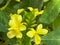 A macro view of a brigh yellow flowering  plant in a tropical botanical garden