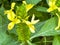 A macro view of a brigh yellow flowering  plant in a tropical botanical garden