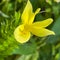 A macro view of a brigh yellow flowering  plant in a tropical botanical garden