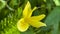 A macro view of a brigh yellow flowering  plant in a tropical botanical garden