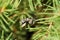 Macro view of Caucasian fluffy gray bee Amegilla albigena in bra