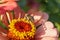 Macro view of Caucasian striped and gray bee Amegilla albigena o