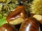 Macro view on chestnut. Close view. Chestnuts of brown color. Nature background. Fall season. Food background