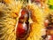 Macro view on chestnut. Close view. Chestnuts of brown color. Nature background. Fall season. Food background