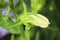 Macro view of a closed bellflower blossom