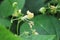 Macro view of a cluster of white bean blossoms