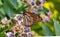 Macro view of a colorful monarch butterfly feeding on a flower.