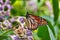 Macro view of a colorful monarch butterfly feeding on a flower.