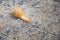 Macro view of common Brown Garden Snail Cornu aspersum which is a species of land snail. A terrestrial pulmonate gastropod mollu