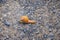 Macro view of common Brown Garden Snail Cornu aspersum which is a species of land snail. A terrestrial pulmonate gastropod mollu