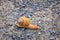 Macro view of common Brown Garden Snail Cornu aspersum which is a species of land snail. A terrestrial pulmonate gastropod mollu