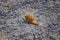 Macro view of common Brown Garden Snail Cornu aspersum which is a species of land snail. A terrestrial pulmonate gastropod mollu