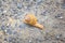 Macro view of common Brown Garden Snail Cornu aspersum which is a species of land snail. A terrestrial pulmonate gastropod mollu