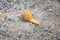 Macro view of common Brown Garden Snail Cornu aspersum which is a species of land snail. A terrestrial pulmonate gastropod mollu