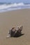 Macro view, conch shell on sand, Mediterranean beach.