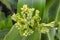 A macro view of a corn tassel tip