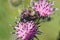 Macro view of the crawling black and yellow Caucasian wasp Scolia hirta on the flower of thistle Arctium lappa