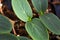 Macro view of cucumber seedlings getting their true leaves