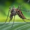 Macro view Culex Mosquito carries Encephalitis or Zika Virus