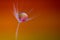 Macro view of a dandelion flower with droplet