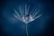 Macro view of a dandelion flower with droplet