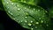 Macro view of dew leaf. Wide view of dark green dew drops on a rainy morning in a dark outdoor background. AI generated.