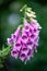 Macro view of Digitalis purpurea flower foxglove, common foxglove, purple foxglove or lady`s glove