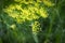 Macro view of dill weed flowers growing on umbels