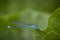 Macro view of a dragonfly