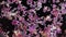 Macro view of dried purple flower petals fluctuate on surface of dark water.