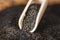 Macro view of dried seeds of black cumin seeds kalinji on wooden spoon. Close up shot with selective focus